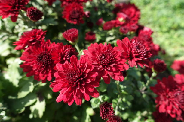 istock Polymerous deep red flowers of Chrysanthemums in October 1489067304
