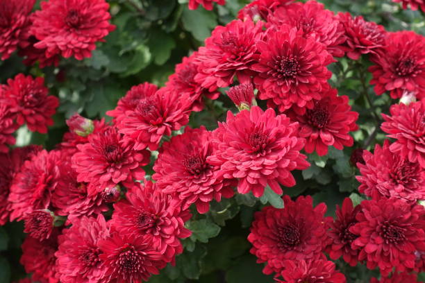 istock Profusion of red flowers of Chrysanthemums in October 1489067310