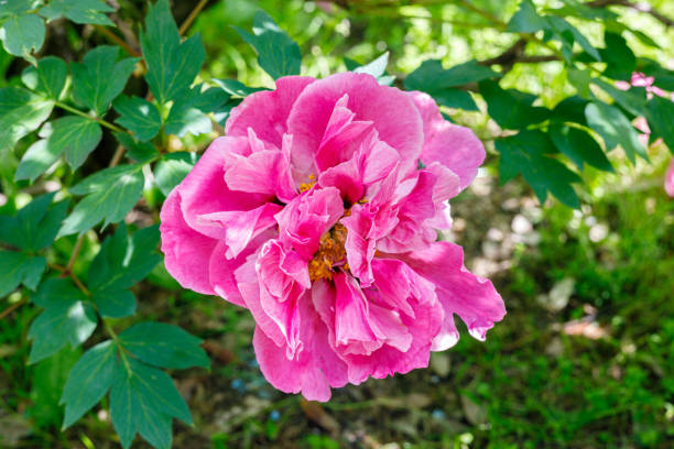 istock Macro photography of a peony 1489067447