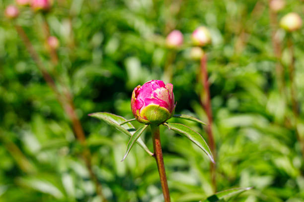 istock Macro photography of a peony 1489067628