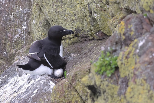 A razorbill with its egg precariously perched on a cliff ledge.