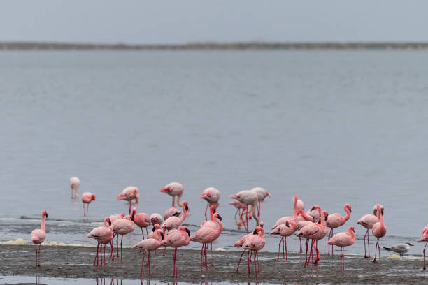 istock Flamingos near Walvis Bay 1489067919