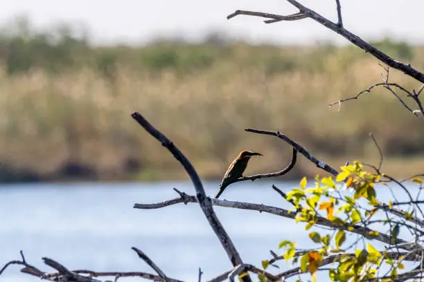 A white-fronted bee eater -Merops bullockoides- sitting on a tree branch in Chobe National Park, Botswana.