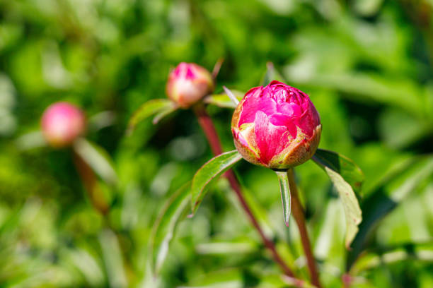 istock Macro photography of a peony 1489068124