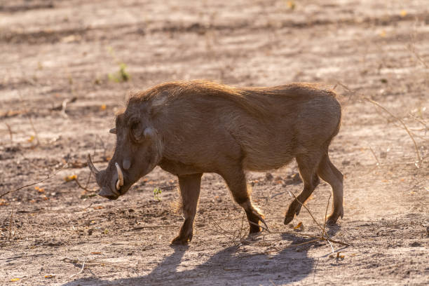 istock Close-up of a Warthog 1489068289