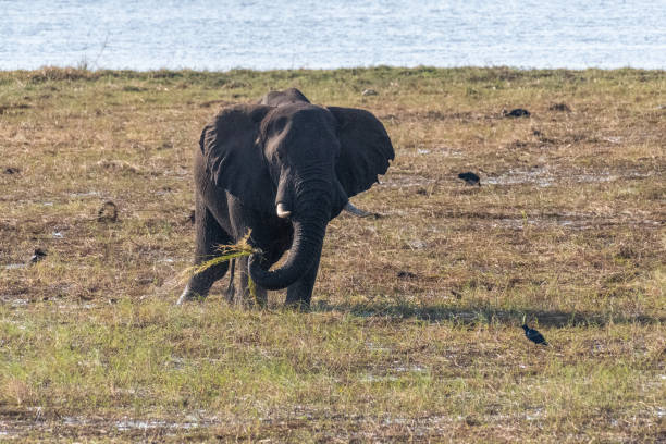 istock African Elephant in Chobe National Park 1489068332