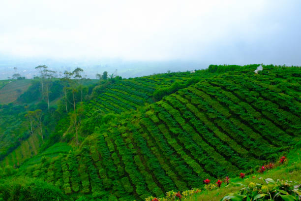 istock Scenic view of the misty tea hills 1489069678