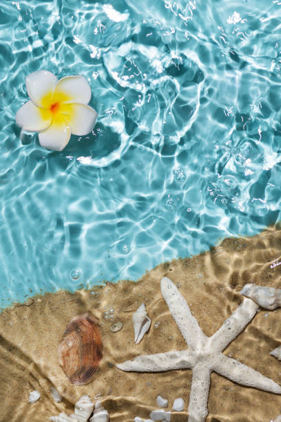 istock Sea water, sand and seashells background. 1489069737