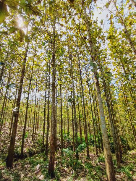 istock Beautiful view of a teak forest 1489070994