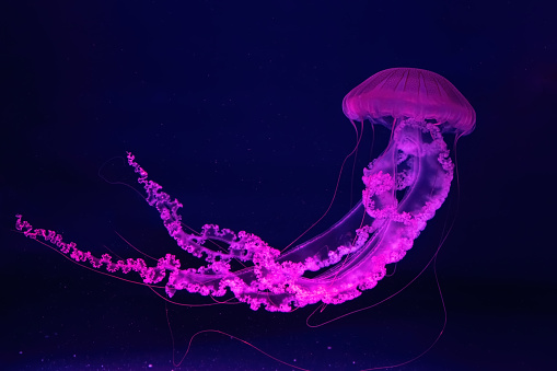 Fluorescent jellyfish swimming underwater aquarium pool with pink neon light. The South American sea nettle chrysaora plocamia in blue water, ocean. Theriology, tourism, diving, undersea life.