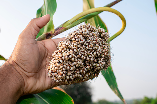 Sorghum bicolor, commonly called sorghum and also known as great millet, durra, jowari, jowar or milo
