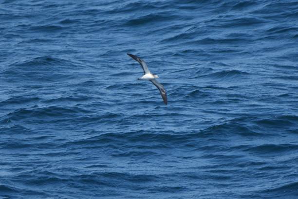 istock Streaked shearwater flying over the Pacific Ocean 1489072019