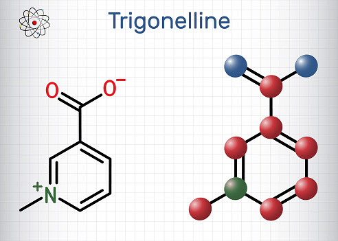 Trigonelline plant alkaloid molecule. It is methylation product of niacin vitamin B3, methylated niacin. Structural chemical formula, molecule model. Sheet of paper in a cage. Vector illustration