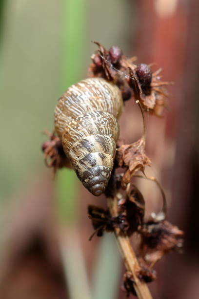 Small conical snail (Prietocella barbara) stock photo