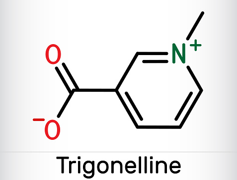 Trigonelline plant alkaloid molecule. It is methylation product of niacin vitamin B3, methylated niacin. Skeletal chemical formula. Vector illustration