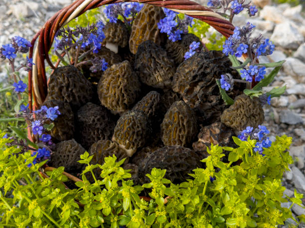 istock Lamb's belly with commercial and culinary value collected from spruce forests 1489074121