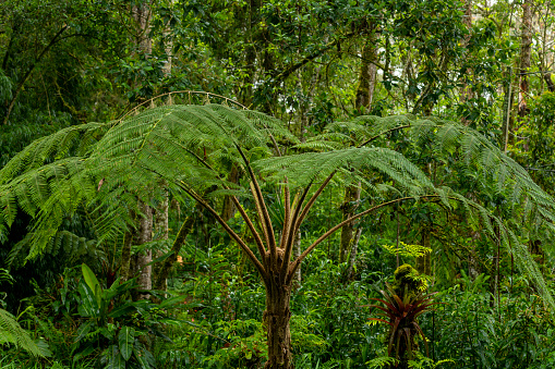 Tree ferns in tropical rainforest, Chiriqui, Panama, Central America