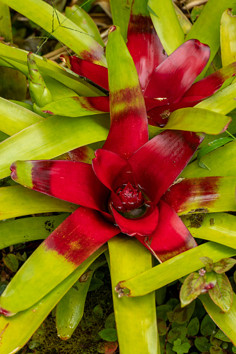 Multi-colored Bromilead (Guzmania) flowers - stock photo