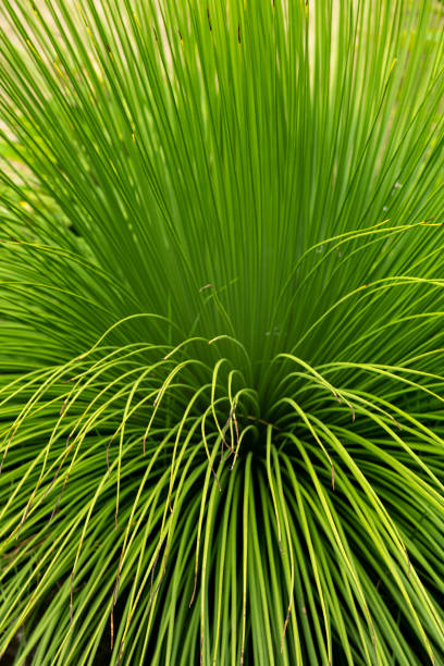 Ornamental green grass in the garden - stock Photo