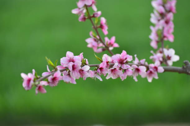 istock In full bloom in the peach blossom 1489075515