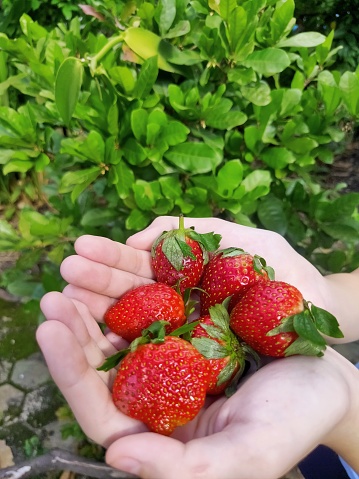A bunch of red strawberry on hands