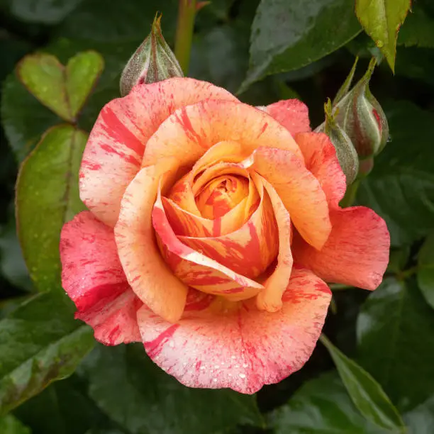 'Frida Kahlo' Floribunda Rose in Bloom