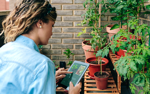 Young woman scanning plants by artificial intelligence in gardening app for tips on caring her urban garden on terrace of apartment