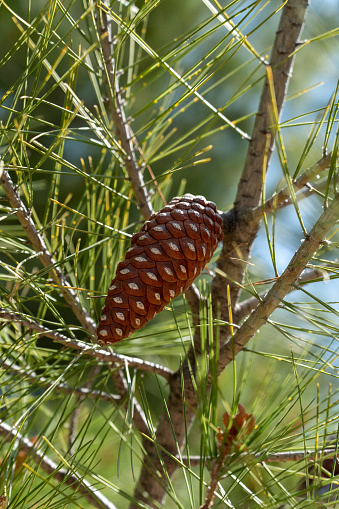 Coniferous cone on a branch among needles. Tropical park on a sunny spring day