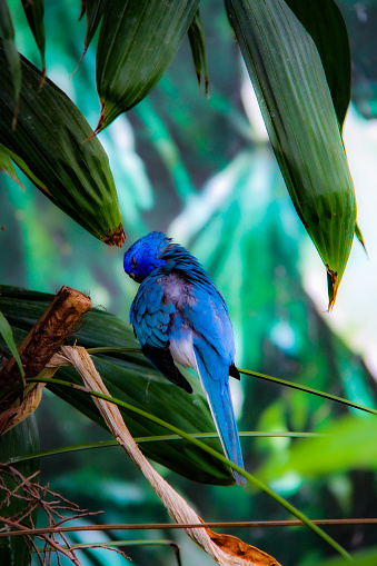 This photo captures the striking beauty of a blue parrot, perched gracefully on a branch against a vivid green background. Its feathers are a brilliant shade of blue, with subtle variations in tone that catch the light and add depth to its appearance. The parrot's sharp, intelligent gaze is fixed on something just out of frame, hinting at its curiosity and playful nature. Its beak is curved and sharp, a tool adapted for both cracking open nuts and communicating with its avian peers. The branch on which it sits is sturdy and textured, providing a natural complement to the parrot's sleek form. The photo is a celebration of the vivid color and character that make parrots such beloved creatures.