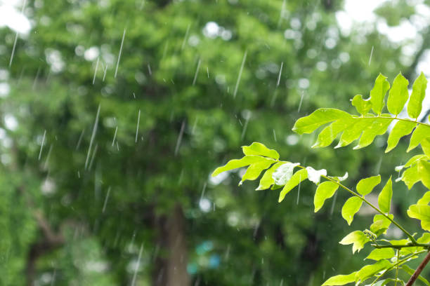 istock Rainy day, wisteria leaves and raindrops. 1489080734