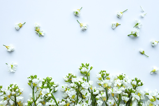 Beautiful spring background of white flowers. Flat lay, top view.