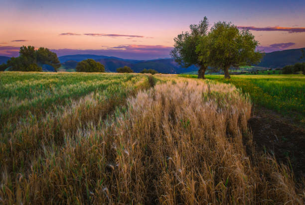 Beautiful agricultural field of crereal in Guelma province, Algeria