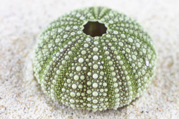green toned shell of a sea urchin. - green sea urchin fotos imagens e fotografias de stock