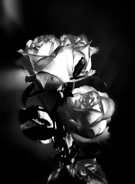istock bouquet of roses 1489084002