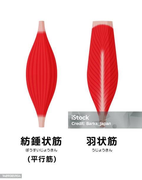 근육 모양 그림 건강관리와 의술에 대한 스톡 벡터 아트 및 기타 이미지 - 건강관리와 의술, 건강한 생활방식, 골격근 - iStock 근육 모양 그림 건강관리와 의술에 대한 스톡 벡터 아트 및 기타 이미지 - 건강관리와 의술, 건강한 생활방식, 골격근 - Istock