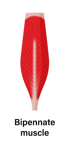 근육 모양 그림 건강관리와 의술에 대한 스톡 벡터 아트 및 기타 이미지 - 건강관리와 의술, 건강한 생활방식, 골격근 - iStock 근육 모양 그림 건강관리와 의술에 대한 스톡 벡터 아트 및 기타 이미지 - 건강관리와 의술, 건강한 생활방식, 골격근 - Istock