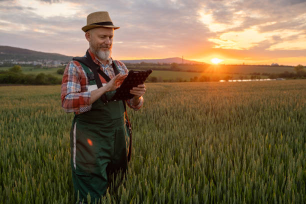 istock Farmer in a wheat field at sunset. 1489086860