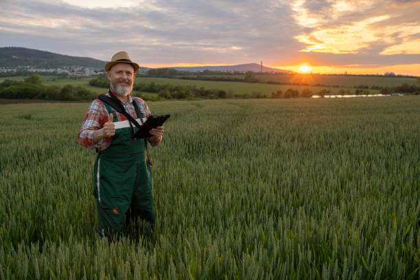 istock Farmer in a wheat field at sunset. 1489086872
