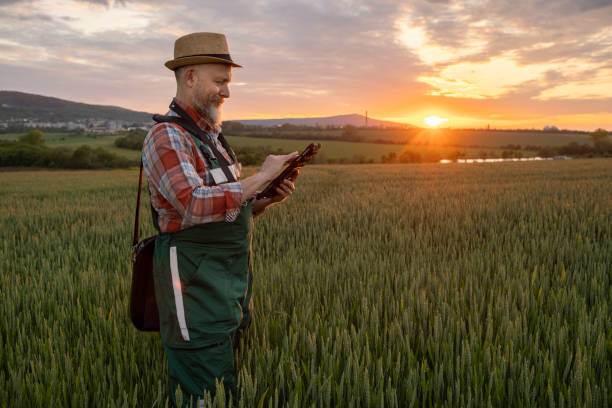 istock Farmer in a wheat field at sunset. 1489086903