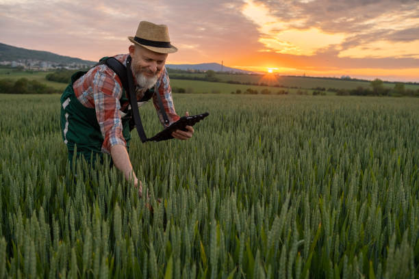 istock Farmer in a wheat field at sunset. 1489086911