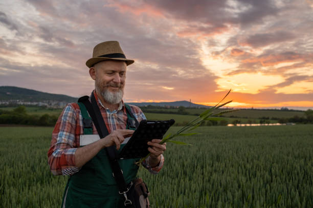 istock Farmer in a wheat field at sunset. 1489086917