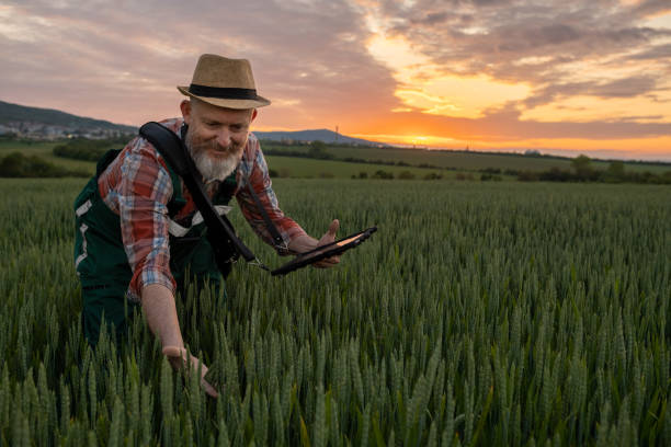 istock Farmer in a wheat field at sunset. 1489086932