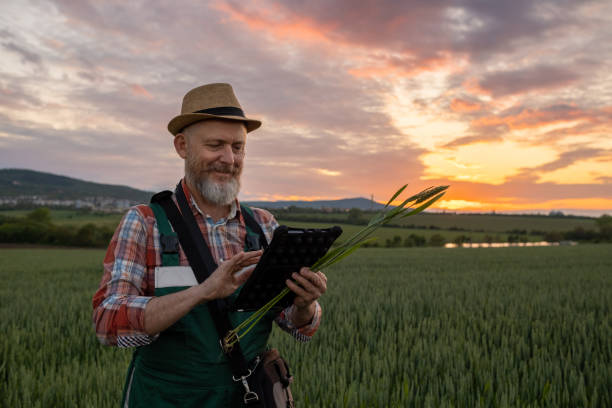 istock Farmer in a wheat field at sunset. 1489086943