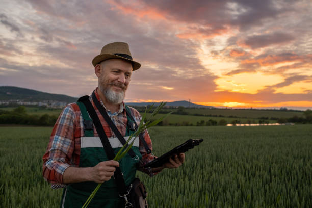 istock Farmer in a wheat field at sunset. 1489086958