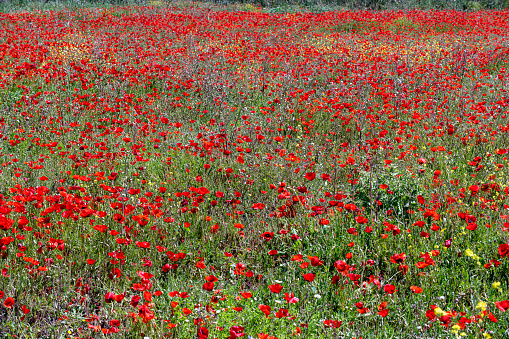 Beautiful poppy field with pink and red flowers blooming in Spring.