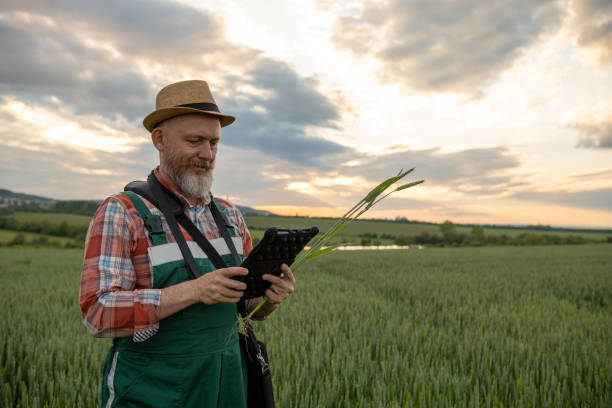 istock Farmer in a wheat field at sunset. 1489086968