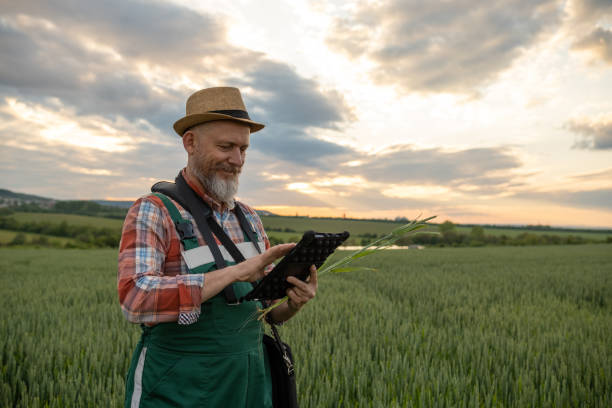 istock Farmer in a wheat field at sunset. 1489086970