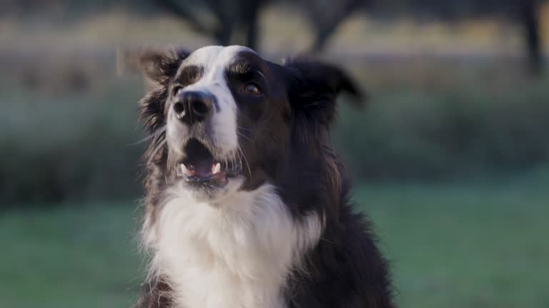 Close-up portrait beautiful border collie dog looking at camera barking, hot breath. Funny animal