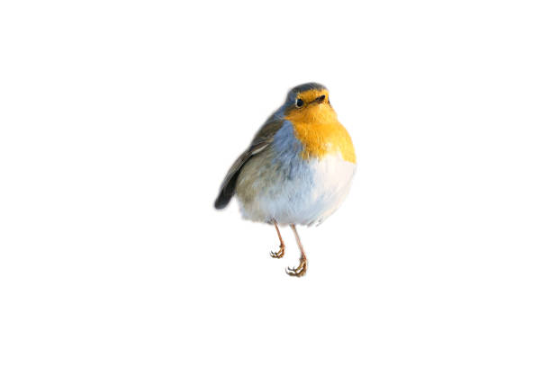 Bird - Robin, redbreast, wildlife