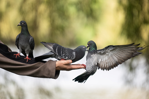 Pigeons fighting over food on tourists hand. Western Springs Park. Auckland.
